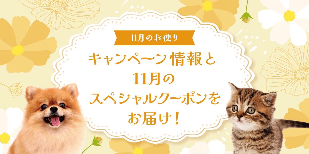 11月のお便り