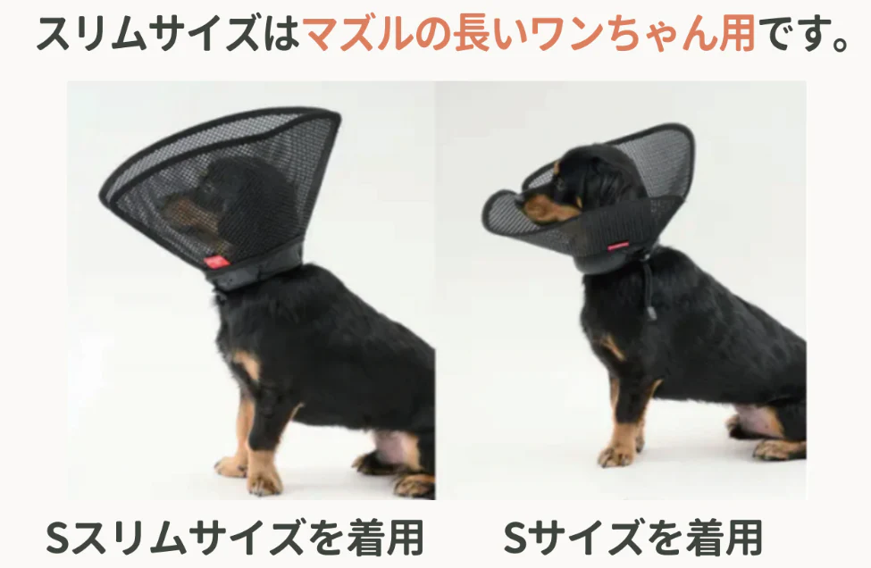 【anifull】アニサポ　ちょっとだけだカラー